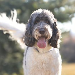 Dottie - Goldendoodle