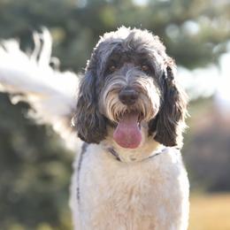 Dottie - Goldendoodle