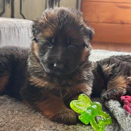 Greta - Black and red female German Shepherd puppy in Garland, Maine from Vom Schön Traumhund
