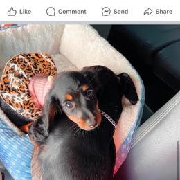 Dachshund and French Bulldog Puppies from Trust Fund Devil Kennel