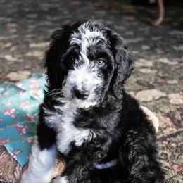 Goldendoodle, Golden Retriever, and Sheepadoodle Puppies from Guppy Puppies