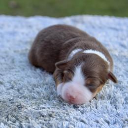 Brook - Red tri female Toy Australian Shepherd puppy in Bauxite, Arkansas from J and B Mini Aussies