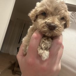 Girl 2 - Parti female Goldendoodle puppy in Wittenberg, Wisconsin from Cedar River Kennel