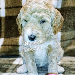 Goldendoodle Puppies from Ninnie's Doodles