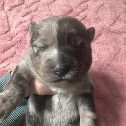 Jasmine - Merle female Pomsky puppy in Venus, Pennsylvania from Hemlock Pines Pomsky