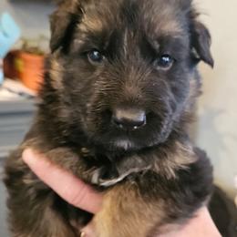 Mr Blue - Black and red male German Shepherd puppy in Newaygo, Michigan from Sterley Shepherds