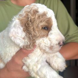 Frost - Parti male Poodle puppy in Lake Village, Indiana from Kennings Poodles and Company