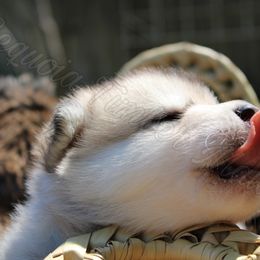 Alaskan Malamute Puppies from Sequoia Timber Malamutes