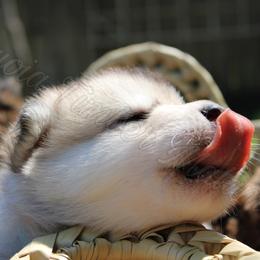 Alaskan Malamute Puppies from Sequoia Timber Malamutes