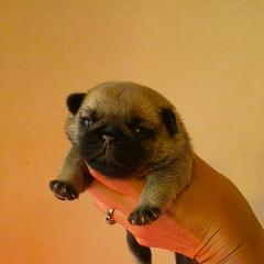 Nora - Fawn female Pug puppy in Lugoff, South Carolina from Peak Bullies and Pugs SC