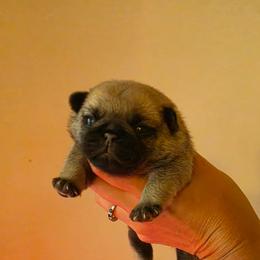 Nora - Fawn female Pug puppy in Lugoff, South Carolina from Peak Bullies and Pugs SC