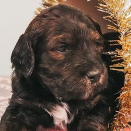 Goldendoodles from Coco and Carmel Doodles