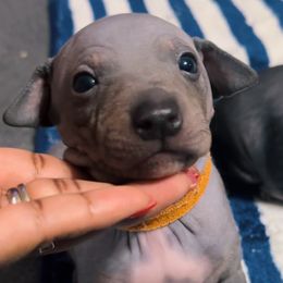 Orange Boy - Blue tan and white American Hairless Terrier puppy in Atlanta, Georgia from Royal Flush Kennels