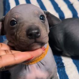 Orange Boy - Blue tan and white American Hairless Terrier puppy in Atlanta, Georgia from Royal Flush Kennels