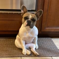 Malibu - French Bulldog