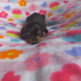 Twinkle - Black and tan female Dachshund puppy in Opelika, Alabama from Dachshund Darlins