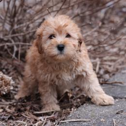 Kirk - Cream male Whoodle puppy in West Bend, Iowa from Blue Skies Terriers