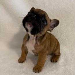 Jordan - Fawn and white male French Bulldog puppy in Madison, Wisconsin from MadCity Frenchies