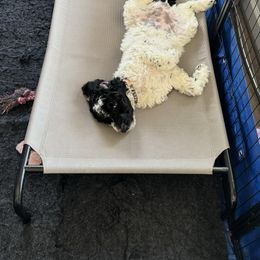 Bernedoodle Puppies from Rosie’s pups