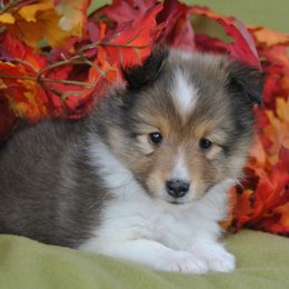 Shetland Sheepdog Puppies from Acres Flats Shelties