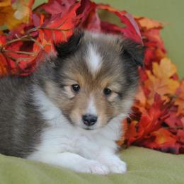 Shetland Sheepdog Puppies from Acres Flats Shelties