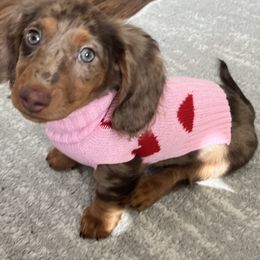 Dachshund Puppies from Doggie Dream House