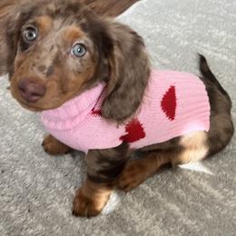 Dachshund Puppies from Doggie Dream House