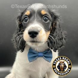 Maverick - Black and cream male Dachshund puppy in Houston, Texas from Texas Regal Dachshunds LLC