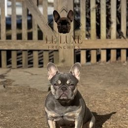 Prada - French Bulldog