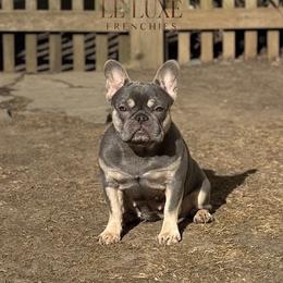 Prada - French Bulldog