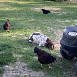 German Shorthaired Pointer Puppies from Mancandy German Shorthairs