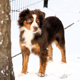Diamond - Miniature American Shepherd