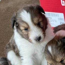 Dan Dan - Sable and white male Shetland Sheepdog puppy in Tulsa, Oklahoma from September Morning Shelties