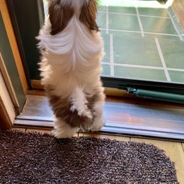 Shih Tzu Puppies from Willow Lane Shih Tzus