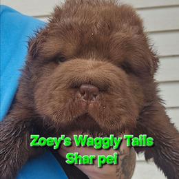 Lucas - Brown male Chinese Shar-Pei puppy in Minden, Louisiana from Zoey's Waggly Tails