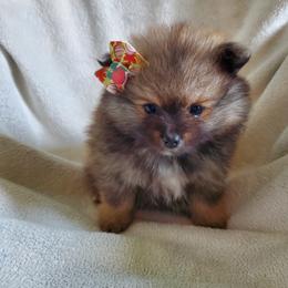 Companion Cross, Pomeranian, and Sheepadoodle Puppies from Fluffy Wonders Poms and Doodles