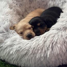Dachshund Puppies from Twisted T Wienery