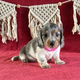 Daisy - Black and tan female Dachshund puppy in Lincoln, Arkansas from Red Dirt Dachshunds