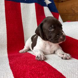 Glory - Liver and white female German Shorthaired Pointer puppy in Dugspur, Virginia from Pilgrims Trails Shorthairs