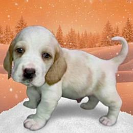 Orange Collar - Lemon and white male Basset Hound puppy in Callao, Virginia from Walk The Line Basset Hounds