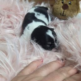 Mickey - Black and white male Chihuahua puppy in Brooksville, Florida from Daystars Chihuahuas