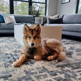 Native American Indian Dog Puppies from Seven Sisters Canids