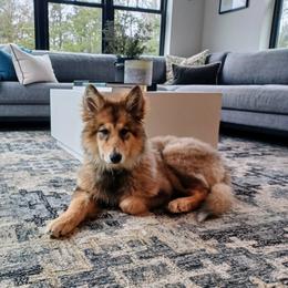 Native American Indian Dog Puppies from Seven Sisters Canids