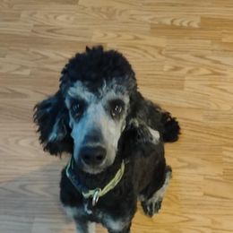 Henri - Poodle