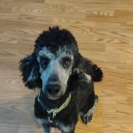 Henri - Poodle