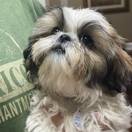 Shih Tzu Puppies from Willow Lane Shih Tzus