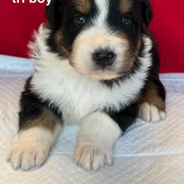 DR1 - Black tri-color male Australian Shepherd puppy in Ada, Ohio from Windy Hill Aussies
