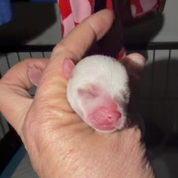 Pearl - White female Chihuahua puppy in Seneca, Missouri from Stephanie’s Puppy Colony