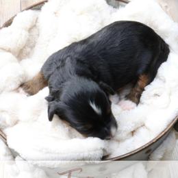 Tanya - Tri-color female Bernedoodle puppy in Idaho Falls, Idaho from Idahome Doodle