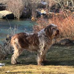 Spinone Italiano All Grown Up from Collina d'Oro Spinoni